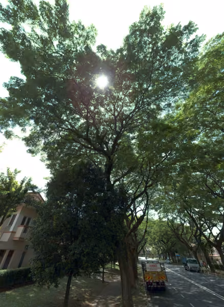 tree photo