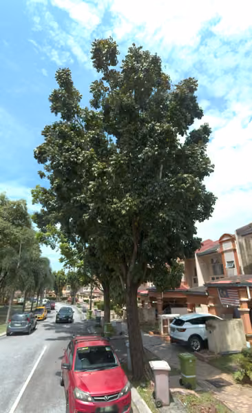 tree photo