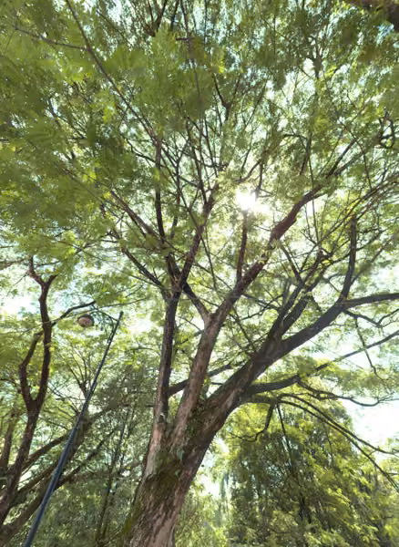 tree photo