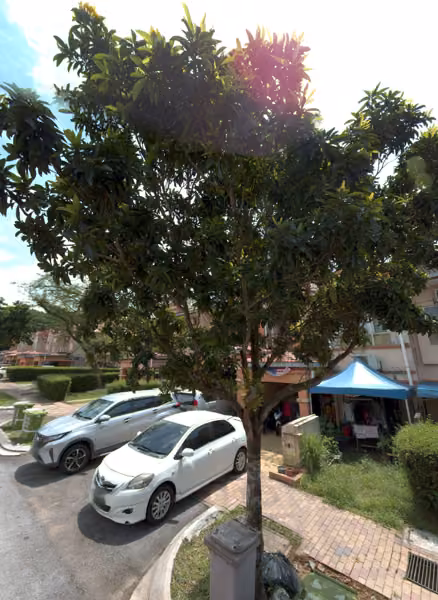 tree photo