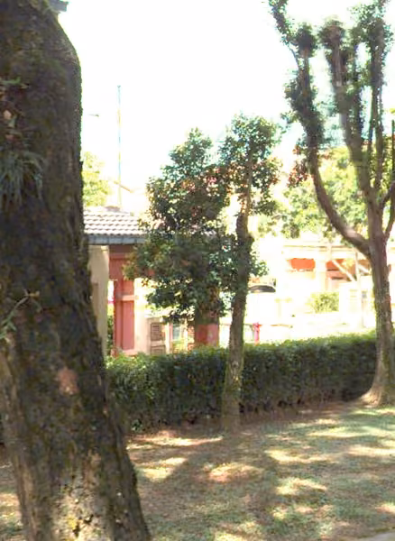 tree photo