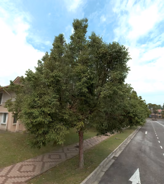 tree photo