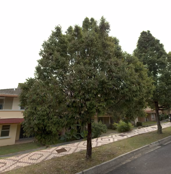 tree photo