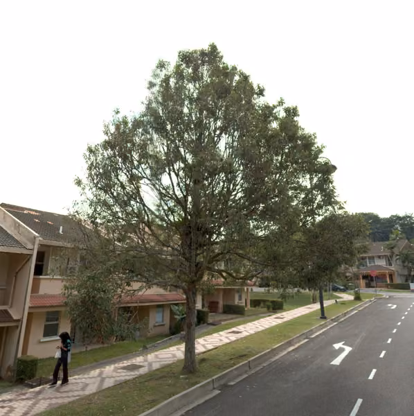 tree photo