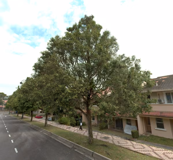 tree photo