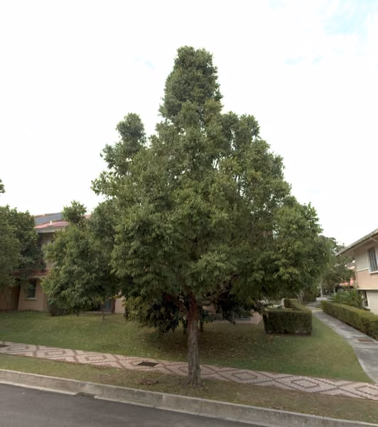 tree photo