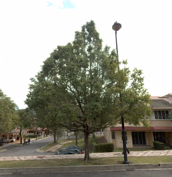 tree photo