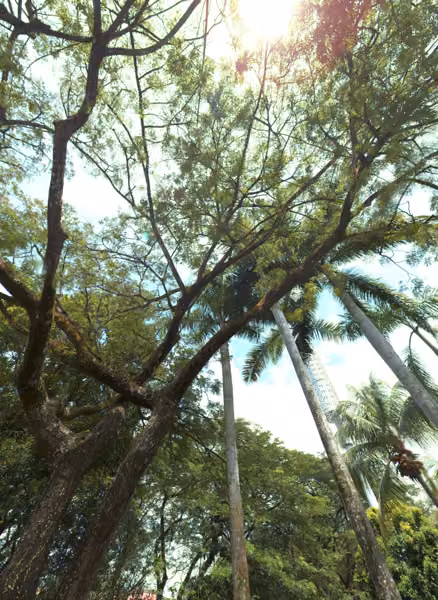 tree photo