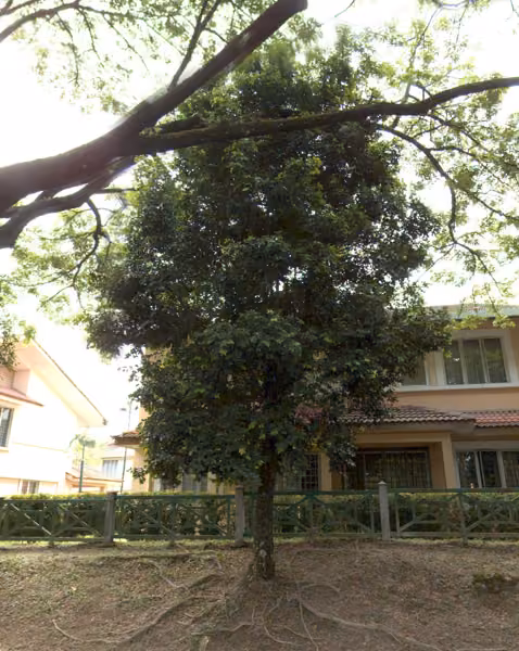 tree photo