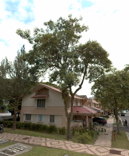 tree photo