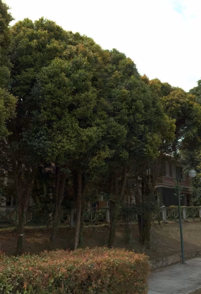 tree photo