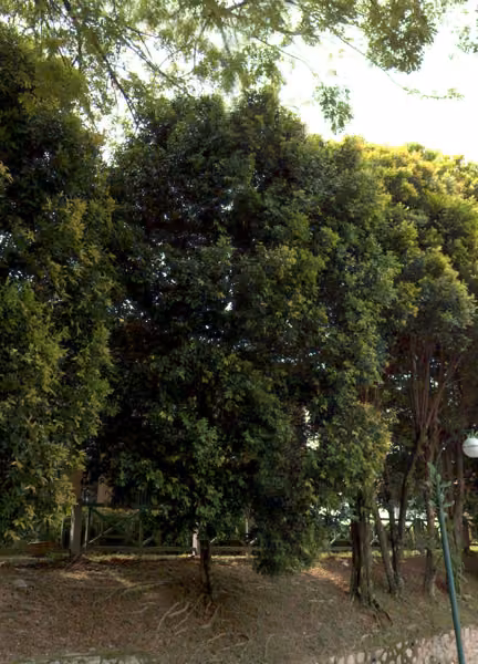 tree photo