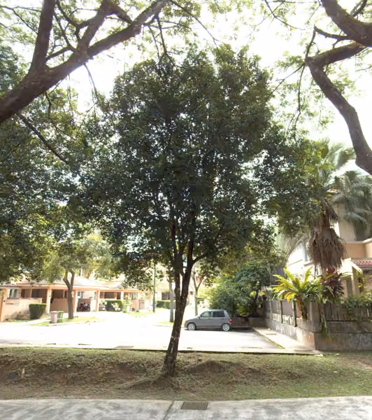 tree photo