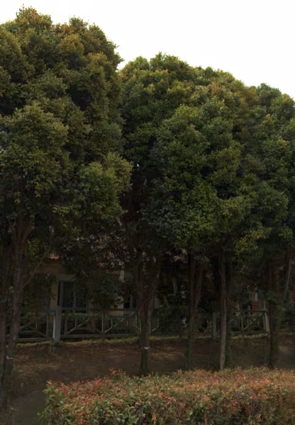 tree photo