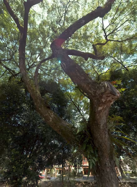 tree photo