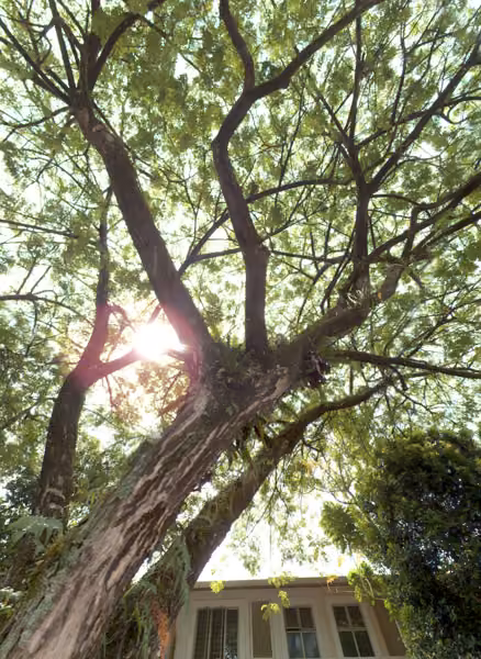 tree photo