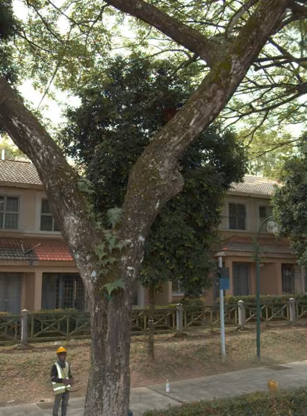 tree photo
