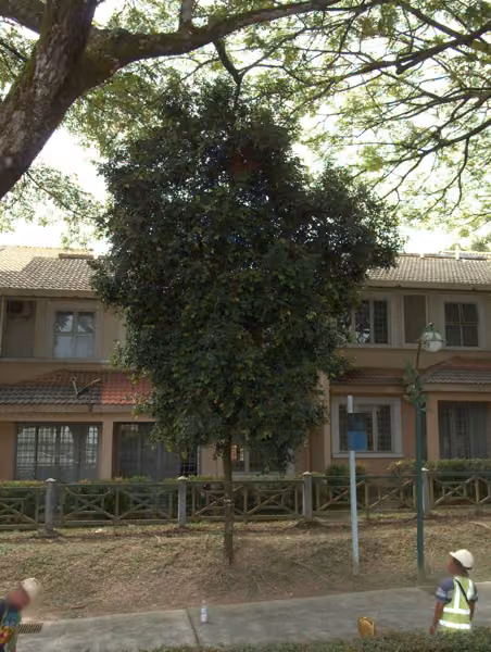 tree photo