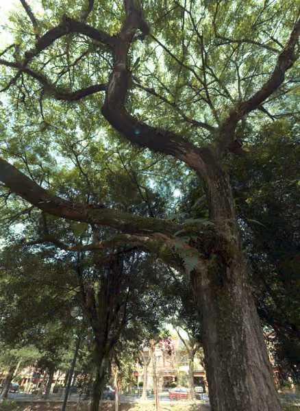 tree photo