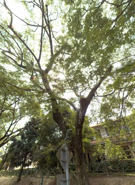 tree photo