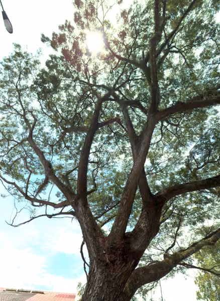 tree photo