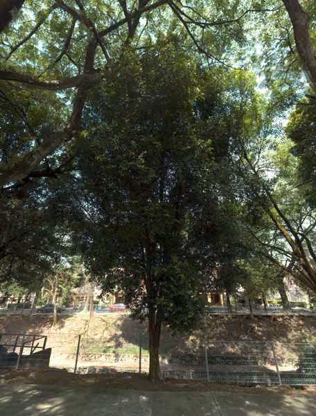 tree photo