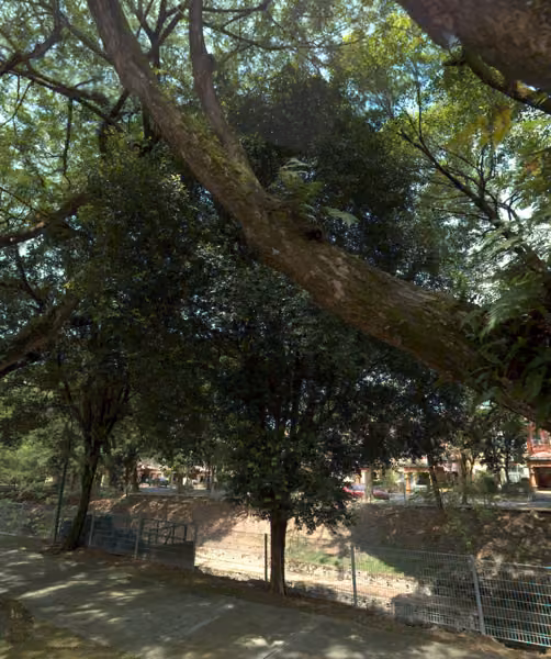 tree photo