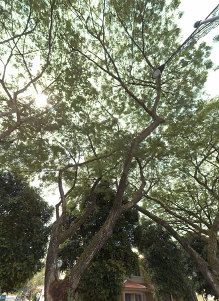 tree photo