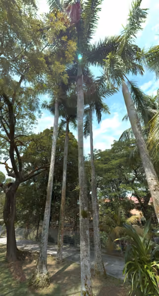 tree photo