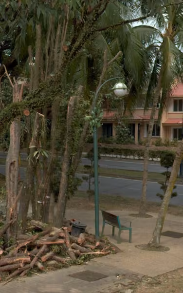 tree photo