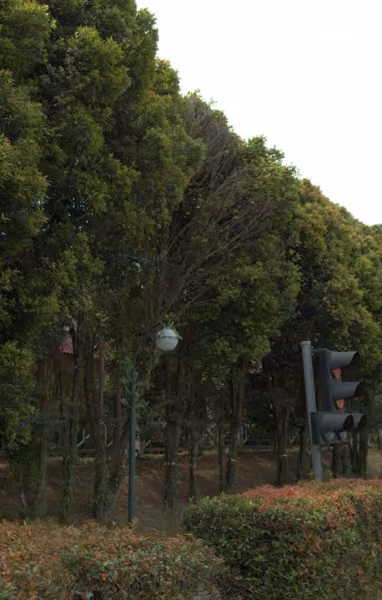 tree photo