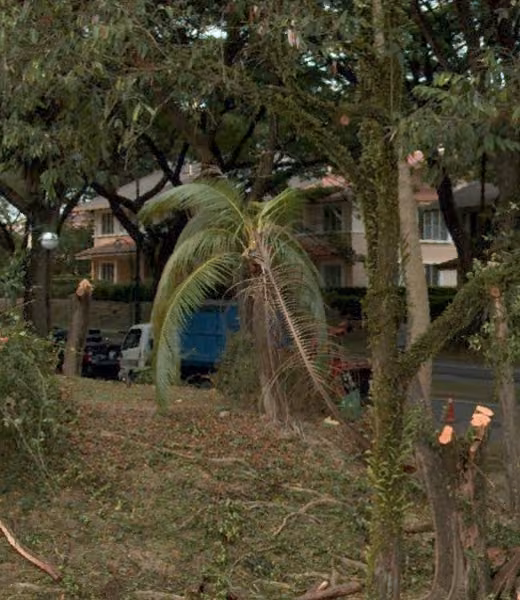 tree photo