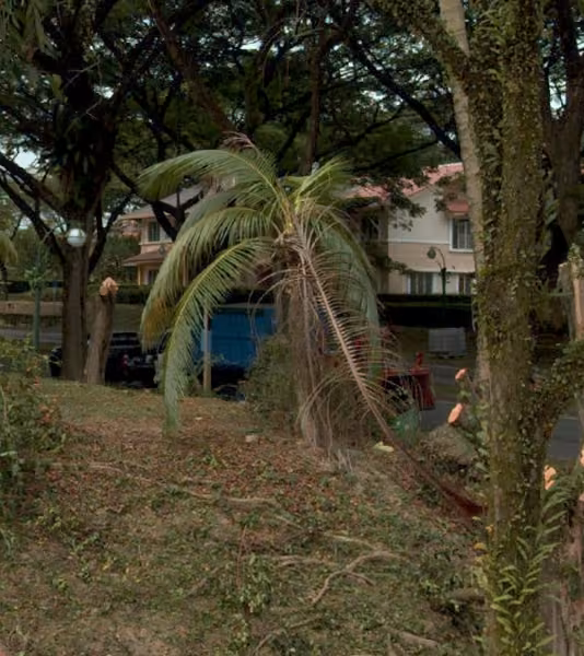 tree photo