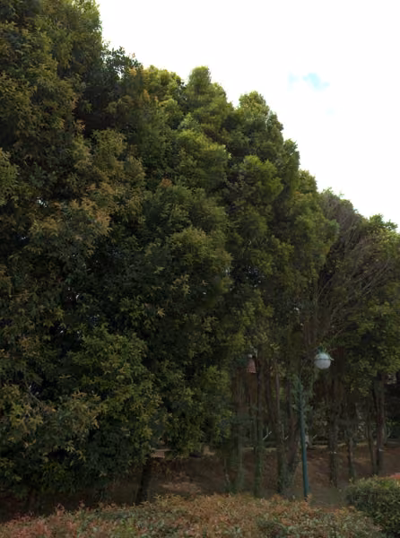 tree photo