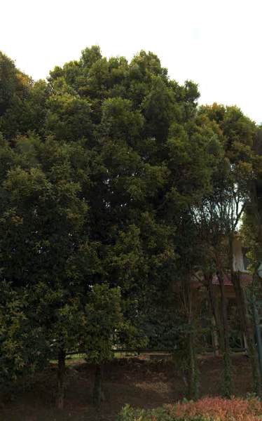 tree photo