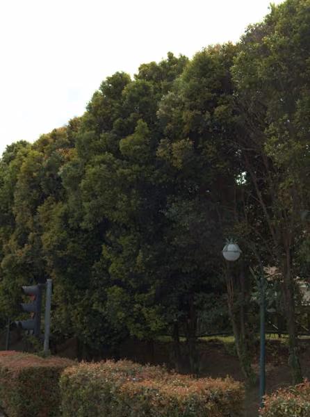 tree photo