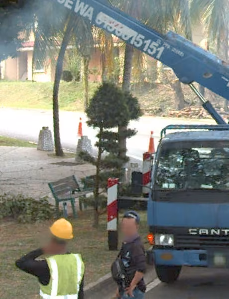 tree photo
