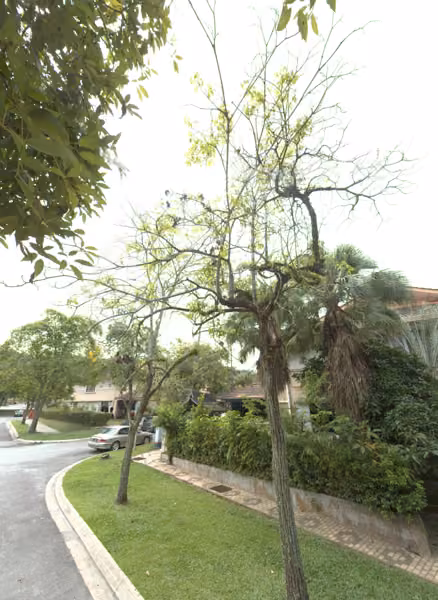 tree photo