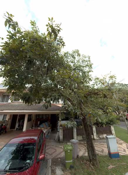 tree photo