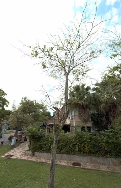 tree photo