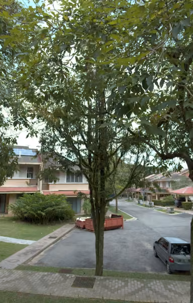 tree photo