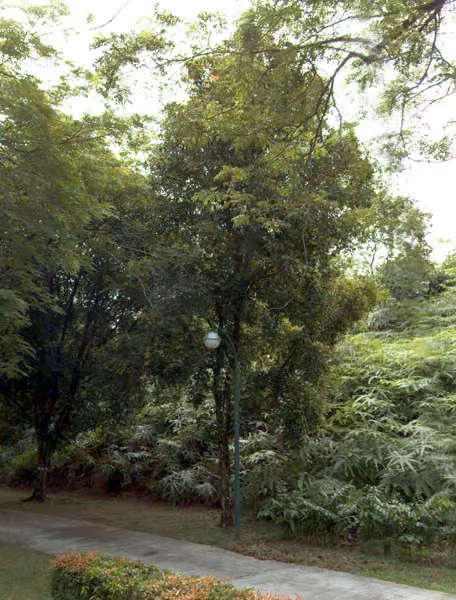 tree photo