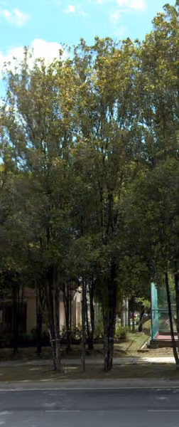 tree photo