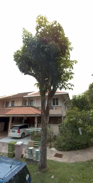 tree photo