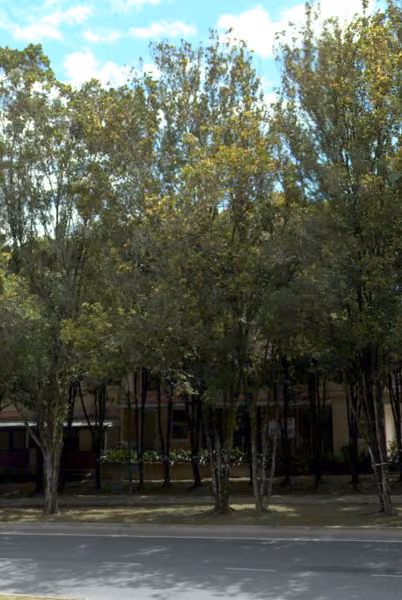 tree photo