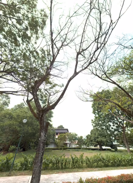 tree photo