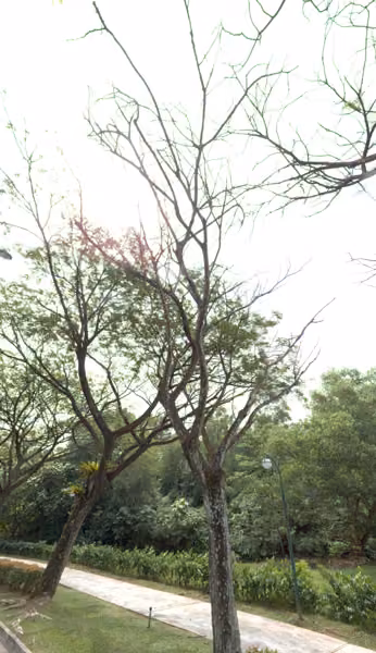 tree photo