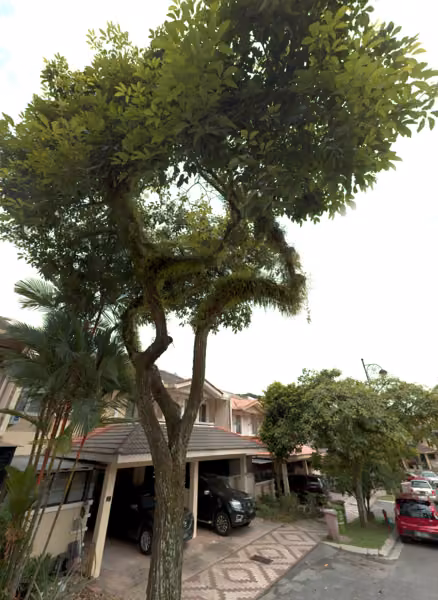 tree photo
