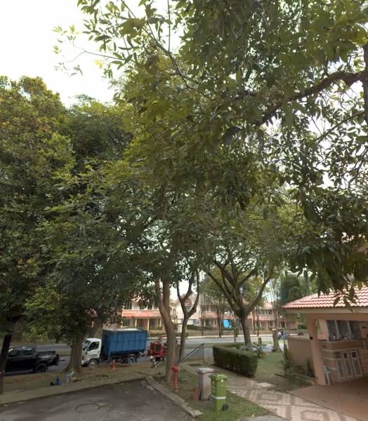 tree photo