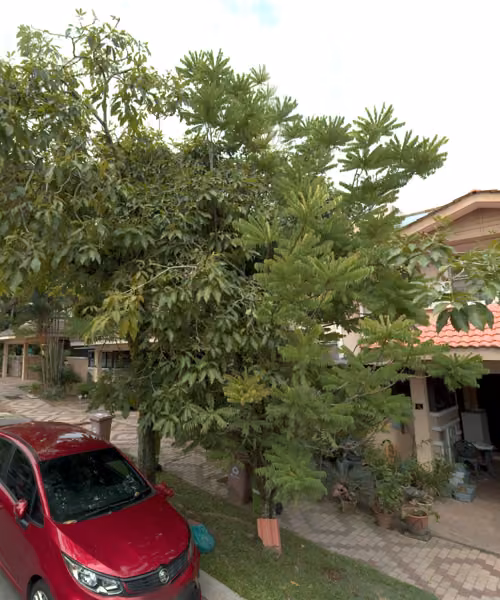 tree photo